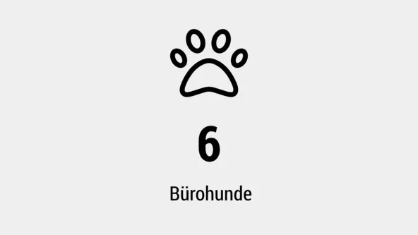 6 Bürohunde